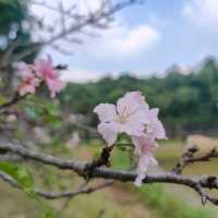 #櫻花盛開