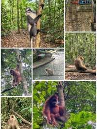 Encounter Orang Utan in Gunung Leuser National Park