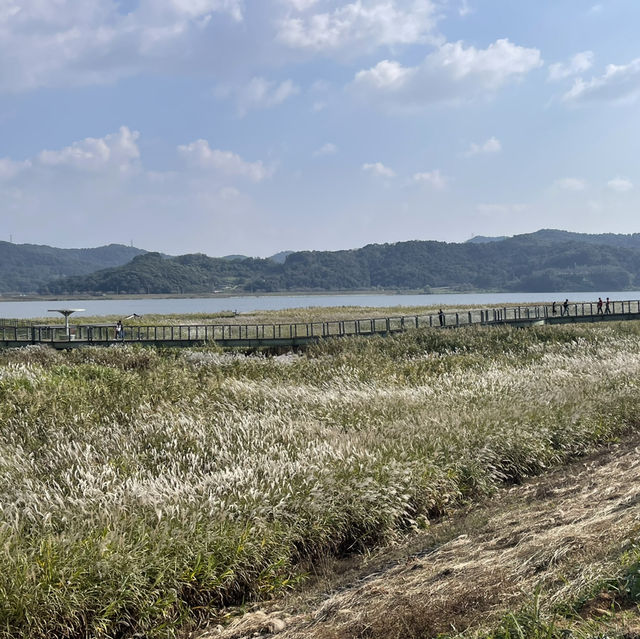 지금 가면 딱 좋은 신성리 갈대밭 