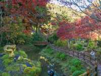 Fall Foliage in Taiwan