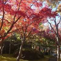 【神奈川】紅葉の時期にオススメスポット！