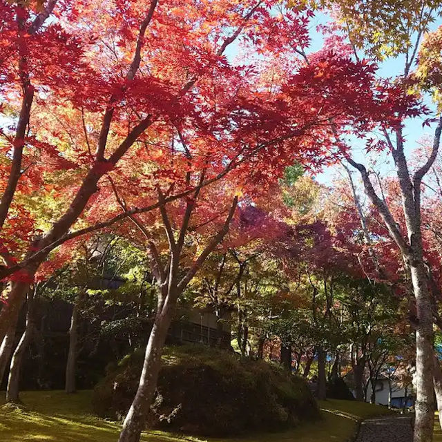 【神奈川】紅葉の時期にオススメスポット！