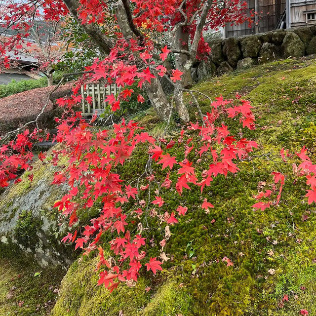 【神奈川】紅葉の時期にオススメスポット！