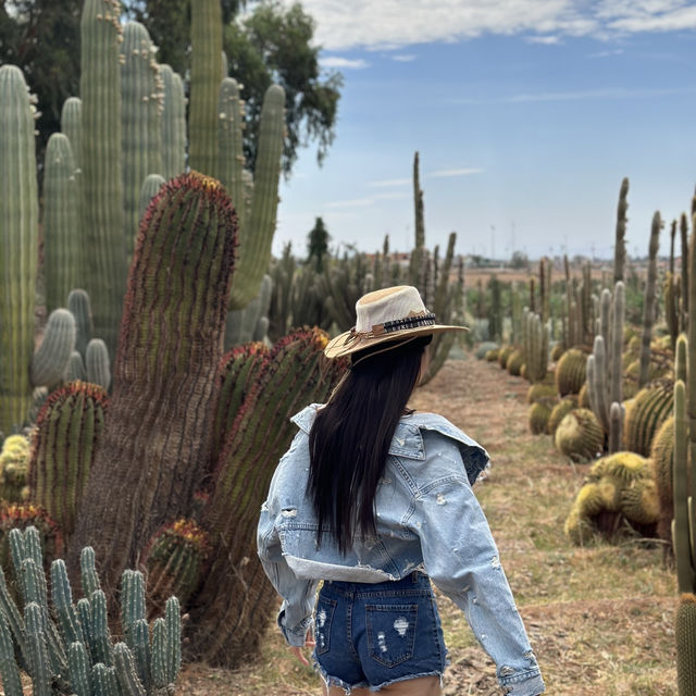 Cactus Thiemann 🌵仙人掌園