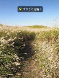 秋の熊本　阿蘇のススキの迷路