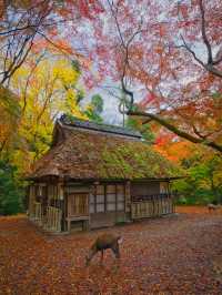【紅葉特集】鹿さんとのコラボ写真を狙え📸日本昔話の世界🍁撮影攻略情報付💡