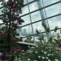 Connecting with nature in Flower dome Singapore 
