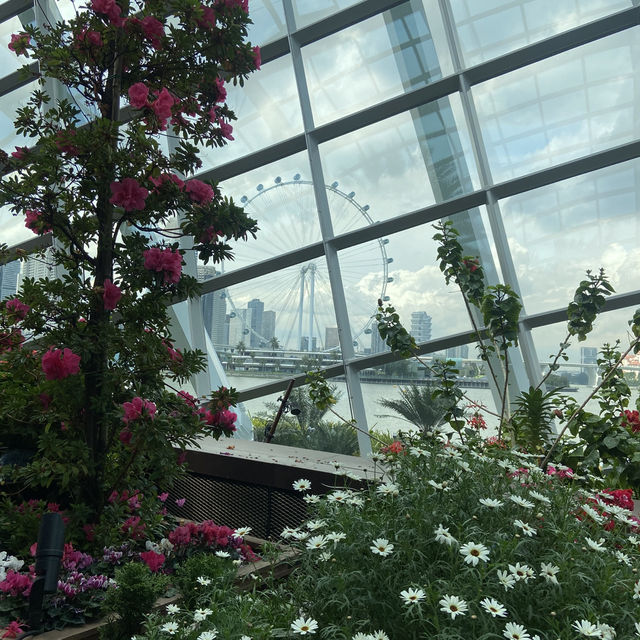 Connecting with nature in Flower dome Singapore 