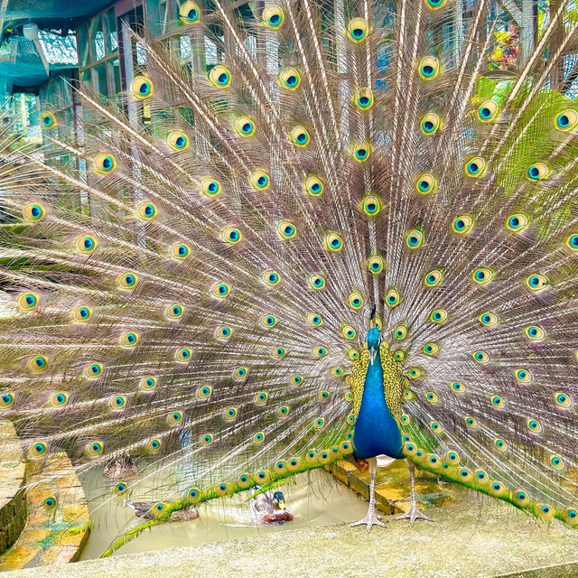 文山市民農園：動物樂園的奇妙🦙🦩