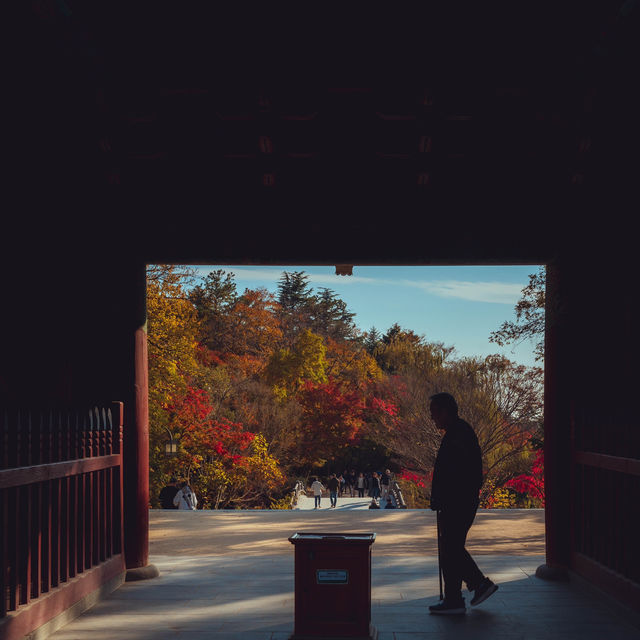 가을 붉은단풍으로 물든 천년의 역사“경주 불국사”