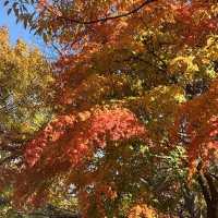 Seoul autumn