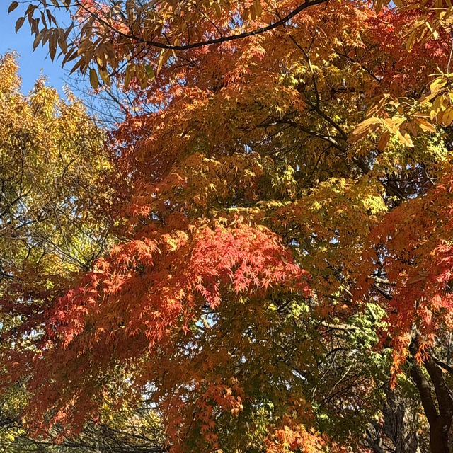Seoul autumn