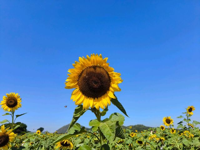 รับลมหนาวที่ ไร่มณีศร ทุ่งทานตะวัน เขาใหญ่