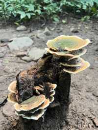น้ำตกโกรกอีดก | อ.แก่งคอย จ.สระบุรี