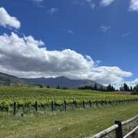 Wine Valley Tour and Excellent E-bikes! 