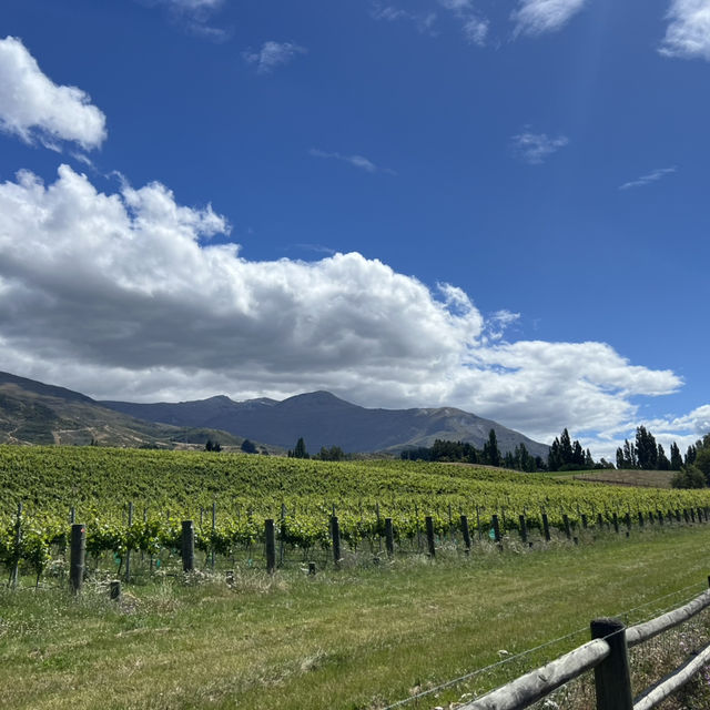 Wine Valley Tour and Excellent E-bikes! 