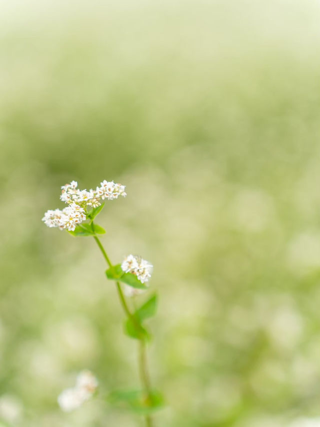 【福井県/あわら市】白い花が可愛いお花畑！