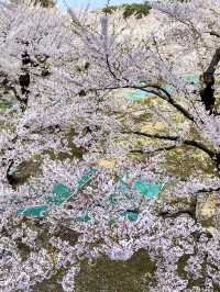 Goryokaku Park: A Star-Shaped Haven