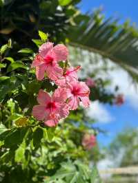 【宮古島】日本の楽園で海と絶品グルメを満喫🌺