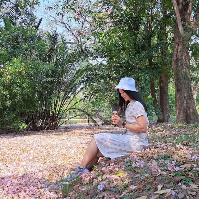 หนาวนี้ไปชมซากุระ 🌸 เมืองไทยกัน
