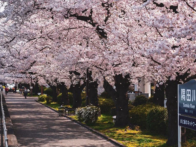 春の隅田川🌸桜並木と東京の風景を楽しむひととき
