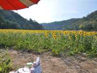 พิหัดถ่ายรูป กับ ทุ่งทานตะวัน ไร่คุณปู่ ลพบุรี