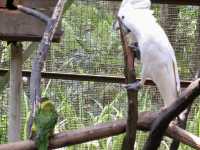 Feathers, Fun, and Nature: Discover the Magic of KL Bird Park