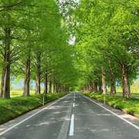 滋賀　高島市🌳メタセコイヤ並木