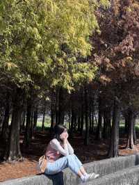 踏青郊遊推薦🍂黃金落羽松