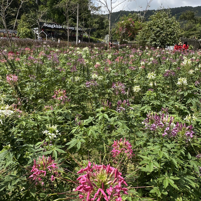 Lost in a sea of blooms at Songkhla Flower Farm  ✨🌸🌿