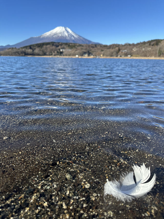 山中湖🇯🇵單車遊湖賞富士山🗻