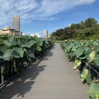 長居公園-都市裡的一片清新綠洲