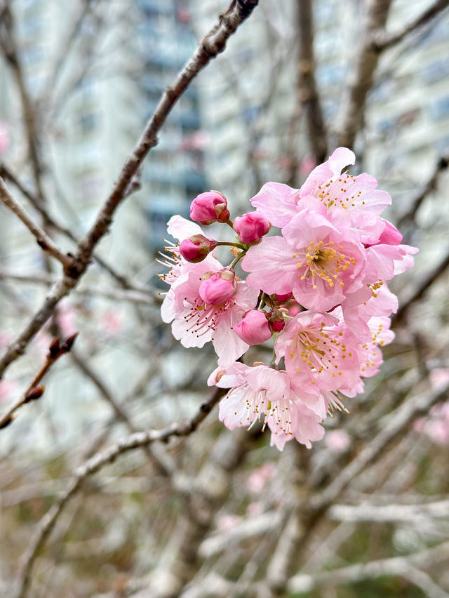 香港城門河畔尋找櫻花之旅🌸