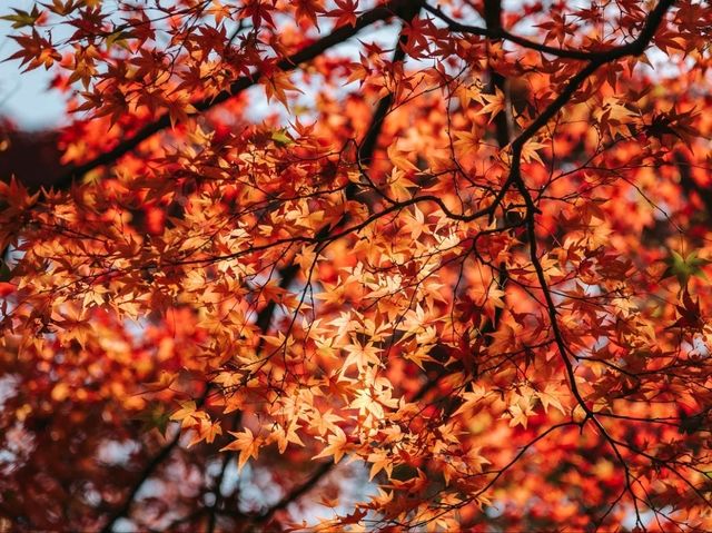 วัดโทฟุคุจิ (Tofukuji Temple) 