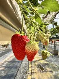 【京都】50分間食べ放題春先取りのいちごがりスポット