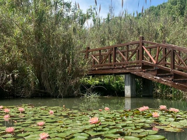 Luoshui Wetland Park: An Ecological and Cultural Haven