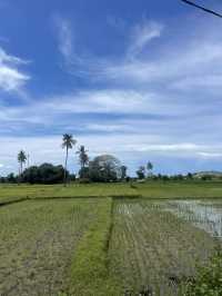 Lost in the Green: A Walk Through Waingapu’s Rice Fields 🌾🚶‍♂️