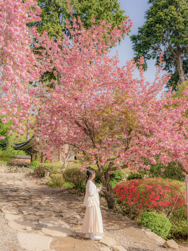 겹벚꽃과 사찰의 풍경이 아름다운 순천 선암사🌸