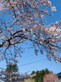 ซากุระที่ Kanonji River ฟุกุชิมะ ไม่ควรพลาด