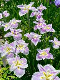 個人の方が作られた菖蒲園で、無料