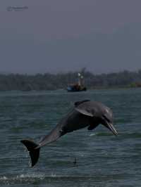 Evergreen Adventure Kundapura, located in Karnataka, India, offers a variety of boating experiences 