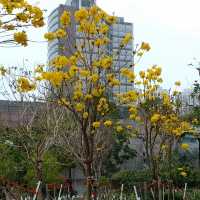 🌸 **天水圍公園櫻花觀賞遊覽分享** 🌸
