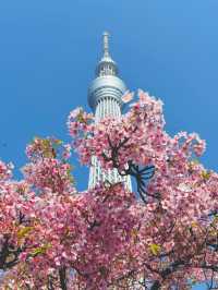 Chasing Sakura at Tokyo Skytree