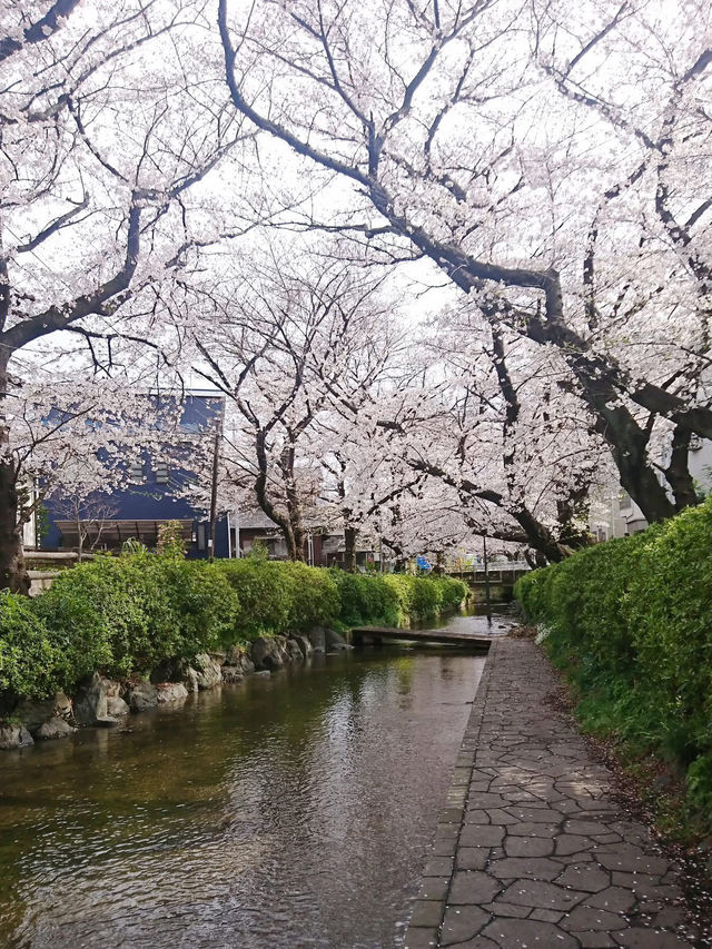 Chasing Sakura at Nikaryo Stop