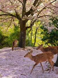 Chasing Sakura at Nara Park