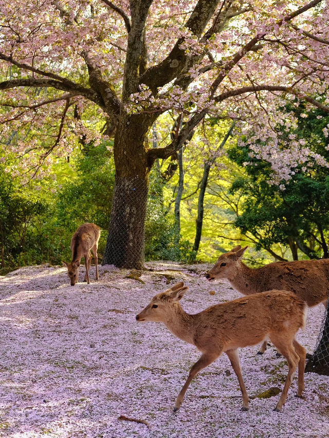 Chasing Sakura at Nara Park