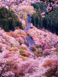 Chasing Sakura at Mt. Yoshino
