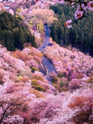 Chasing Sakura at Mt. Yoshino