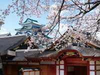 Chasing Sakura at Nagoya Castle 🌸