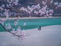 Chasing Sakura at Nyingchi